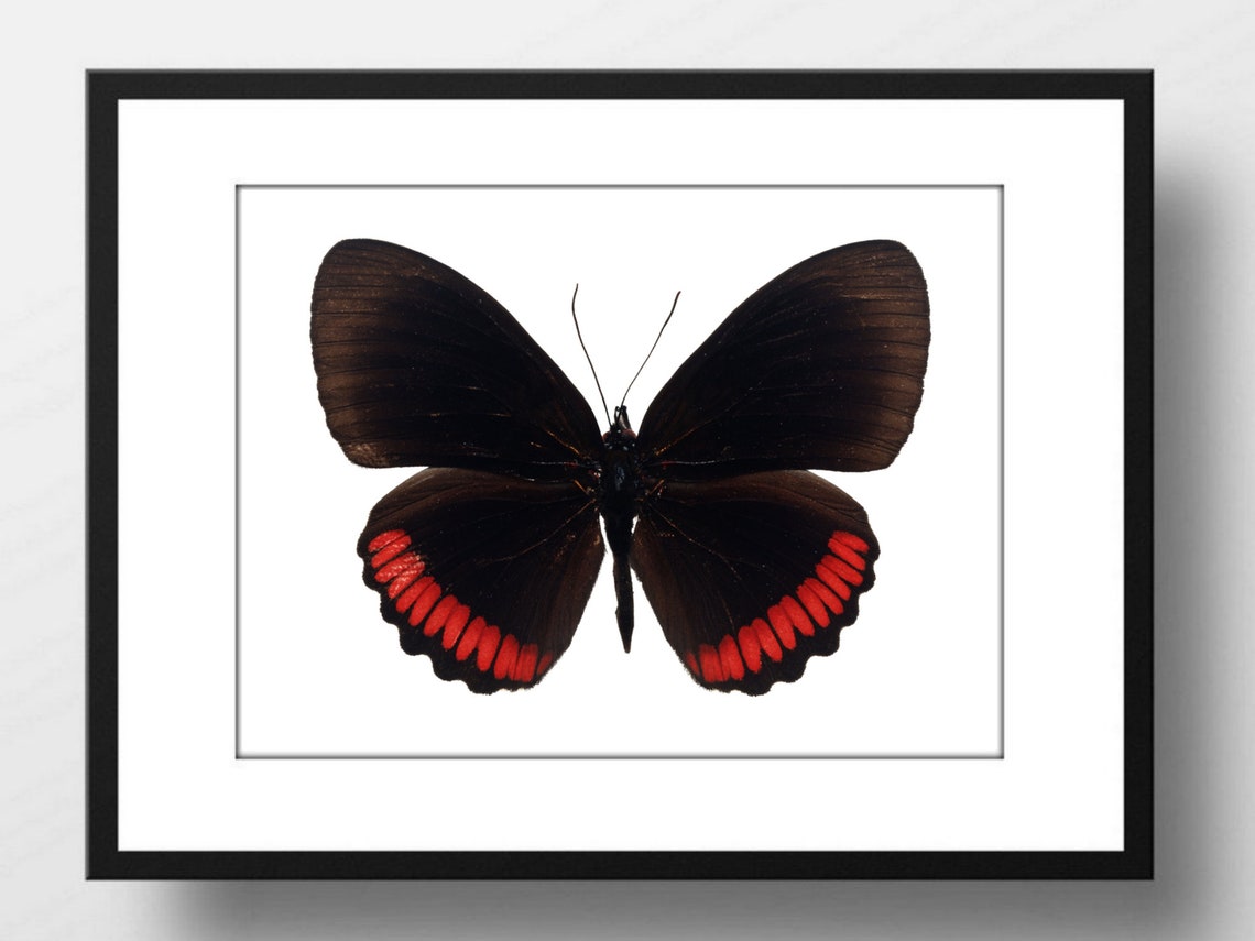 Din A4 Art Print Without Frame Large Butterfly Black Red Butterfly Nature Retro Vintage Print Poster Image