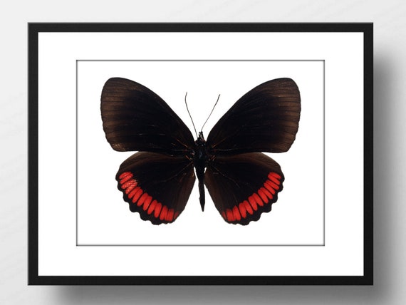 Din A4 Art Print Without Frame Large Butterfly Black Red Butterfly Nature Retro Vintage Print Poster Image