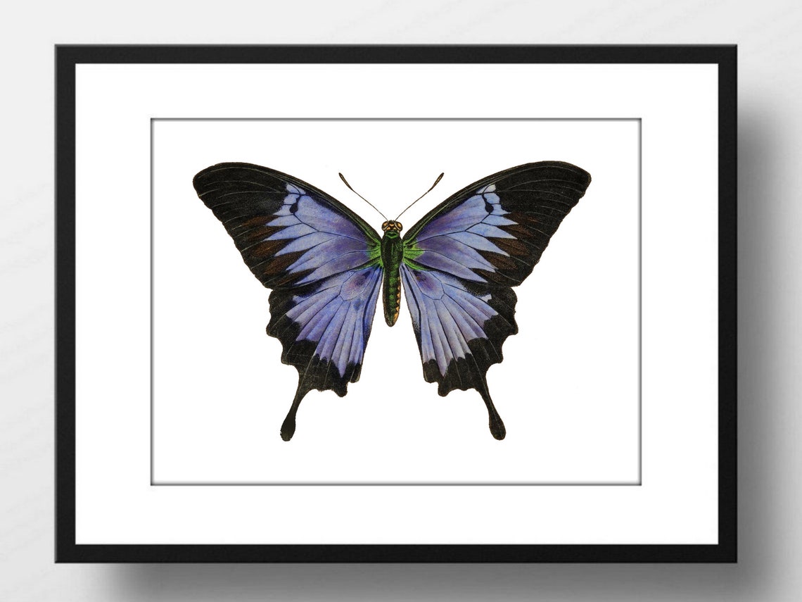 Din A4 Art Print Without Frame Large Butterfly Black Blue Butterfly Nature Retro Vintage Print Poster Image - Image 3