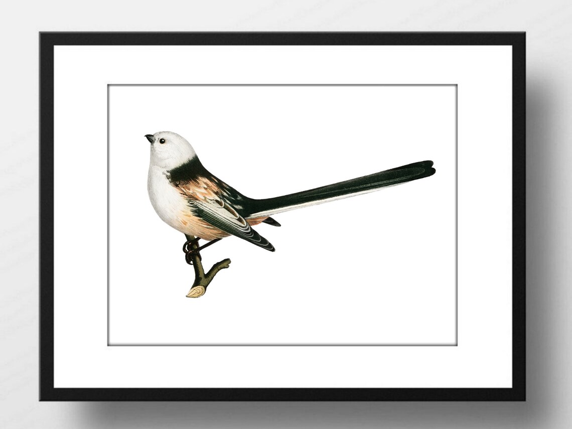 Long Tailed Tit Vintage Ornithology Illustration Winter Bird Art Print - Image 2