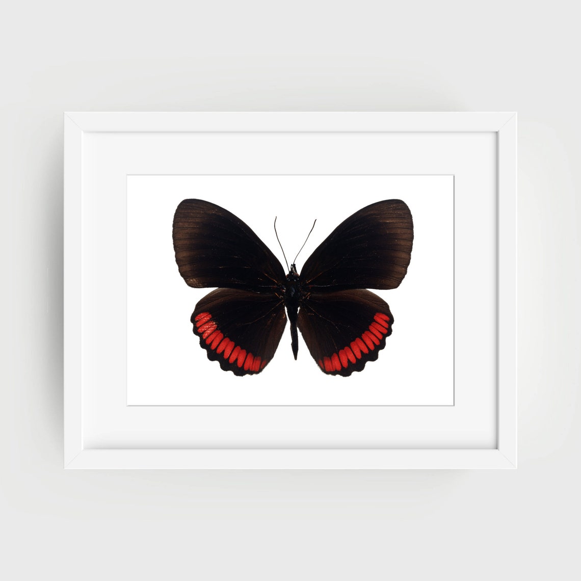 Black Butterfly with Red Wing Edges Vintage Entomology Art Poster - Image 2