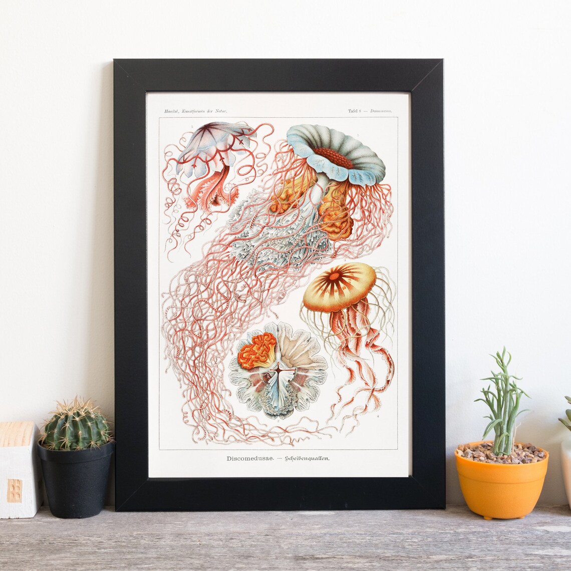 Haeckel Jellyfish Discomedusae Vintage Marine Biology Art Poster - Image 2