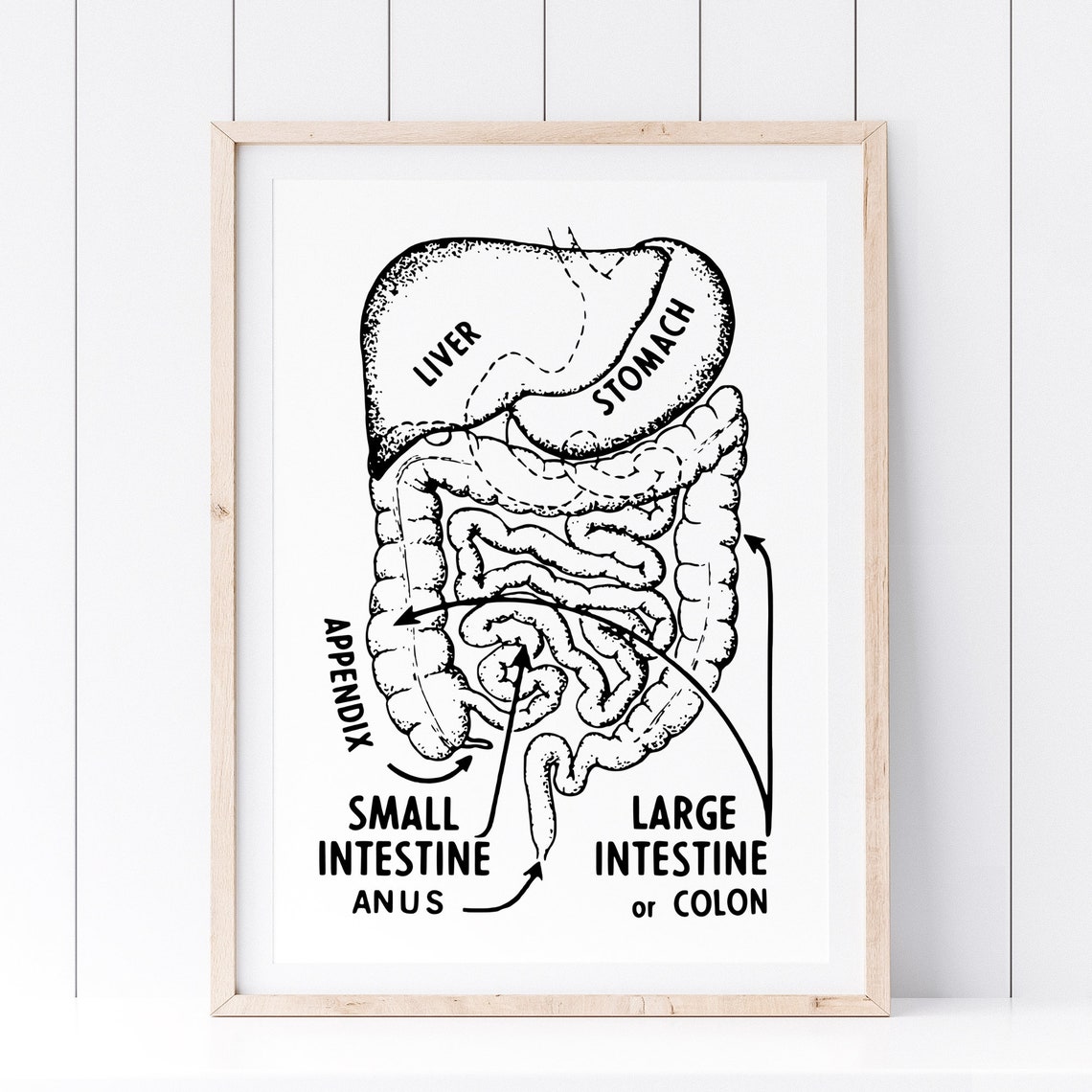 Vintage Digestive System Anatomy Chart Medical Education Poster - Image 2
