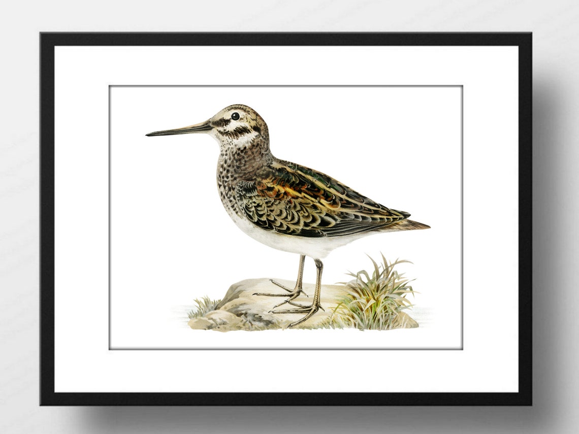Jack Snipe Wader Vintage Ornithology Illustration Shorebird Art Print - Image 2