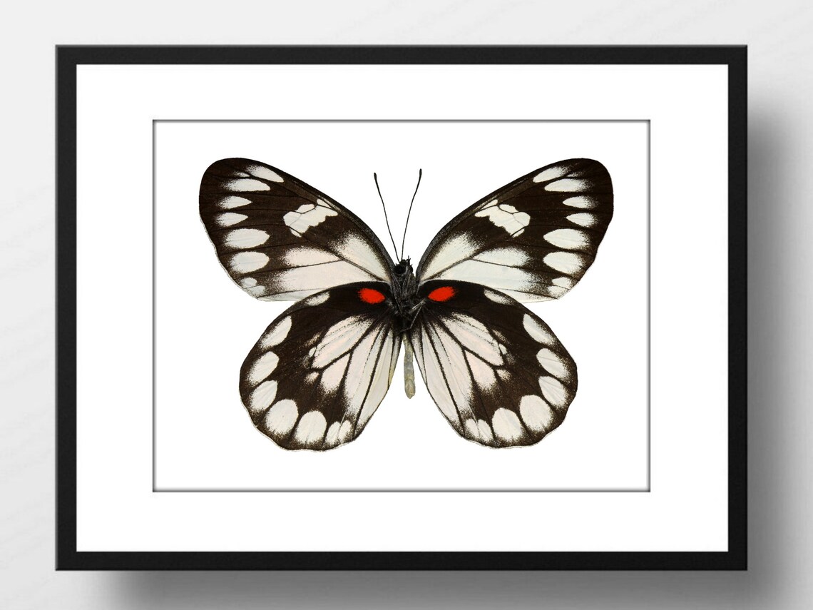 Black and White Butterfly with Red Spots Vintage Insect Art Poster