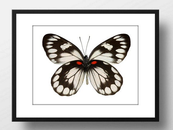 Din A4 Art Print Without Frame Chessboard Butterfly Melanargia Galathea Butterfly Nature Retro Vintage Print Poster Image
