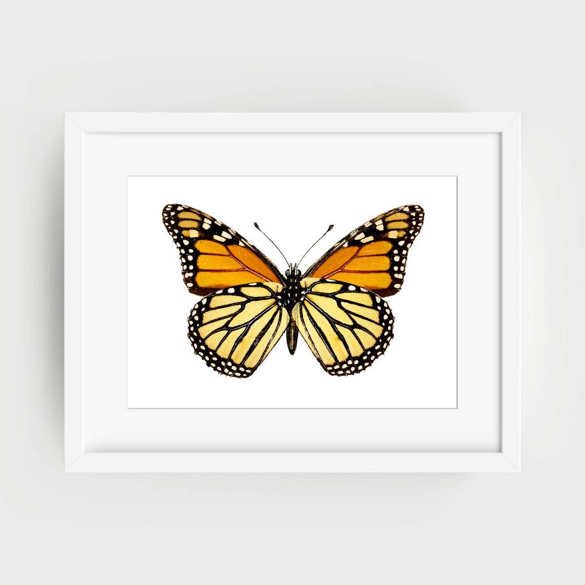 Din A4 Art Print Without Frame Large Butterfly Monarch Orange Butterfly Nature Retro Vintage Print Poster Image - Image 2