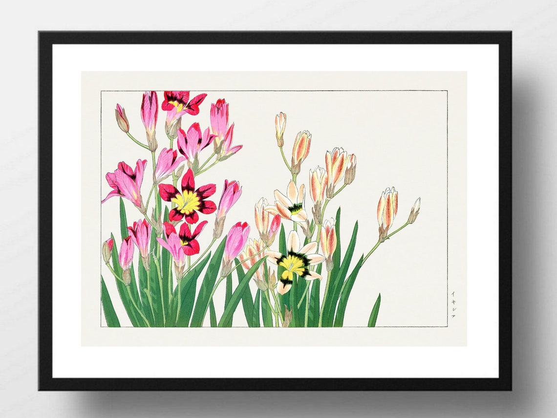 Japanese Ixia Flowers Vintage Botanical Illustration Floral Art Print