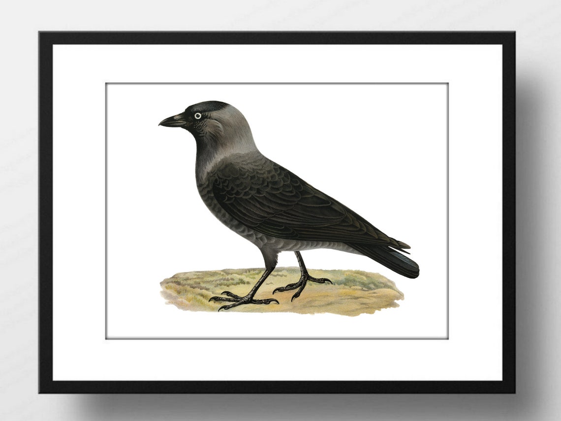 Western Jackdaw Crow Vintage Bird Illustration Nature Wall Art Poster - Image 2