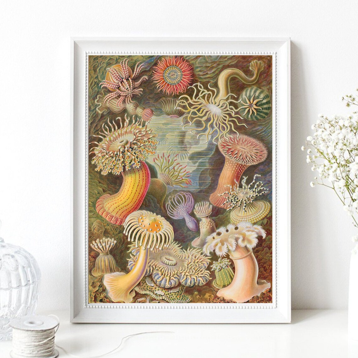Haeckel Sea Anemones Vintage Scientific Coral Illustration Art Print