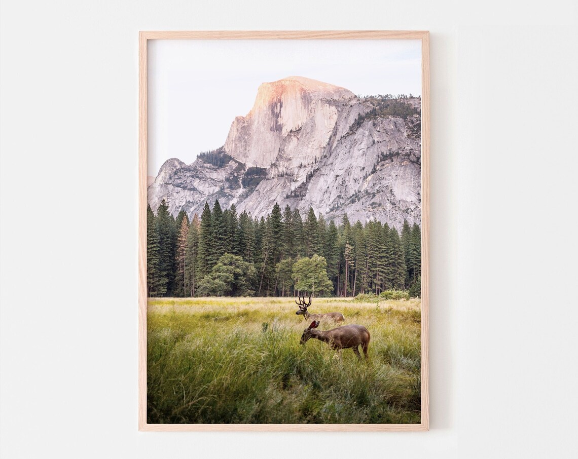 Yosemite Half Dome Deer Meadow Morning National Park Photo Print