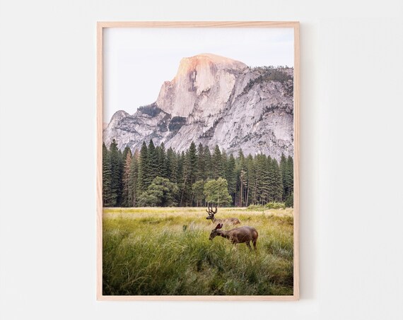 Yosemite Half Dome Deer Meadow Morning National Park Photo Print