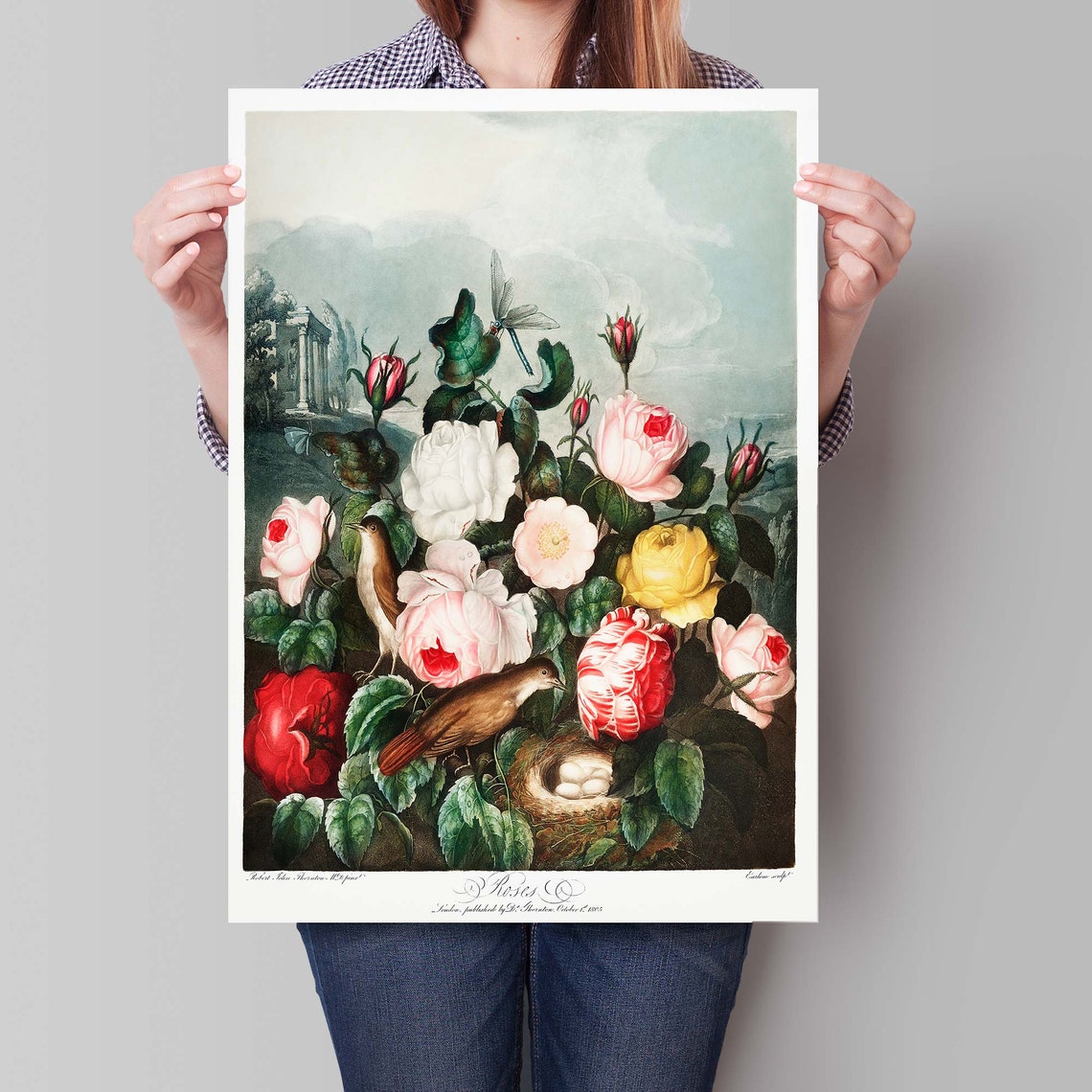 Robert John Thornton Roses From Temple Of Flora Botanical Poster - Image 4