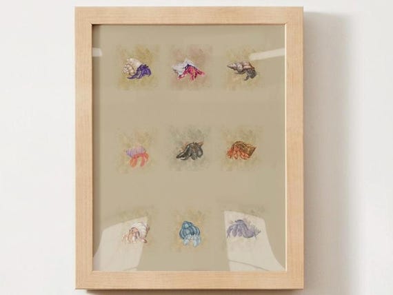 Hermit Crabs, Sea Life Art Print