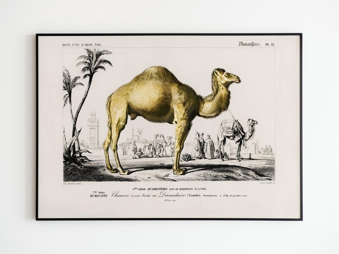 Vintage Dromedary Poster, Camel Travel Poster