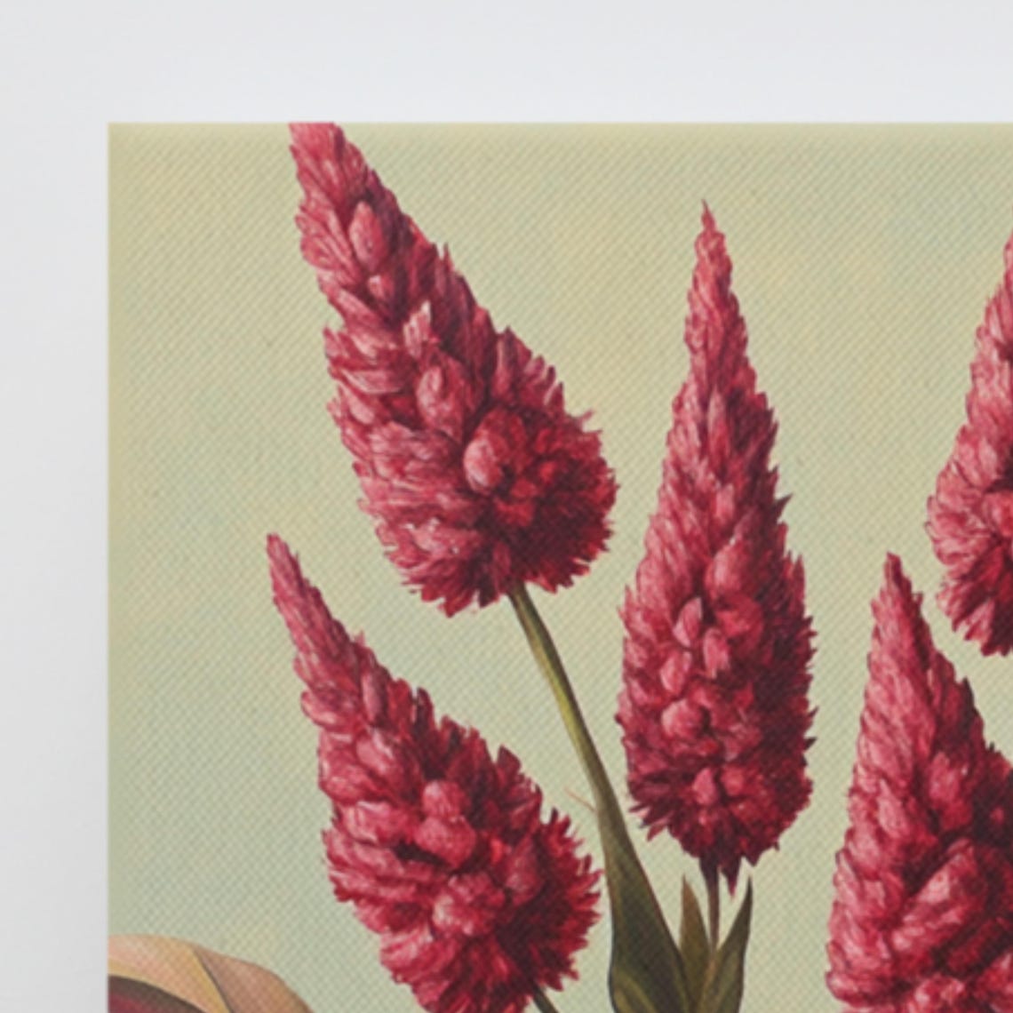 Red Cockscomb Feathery Plume Flowers Tall Botanical Art Poster - Image 3