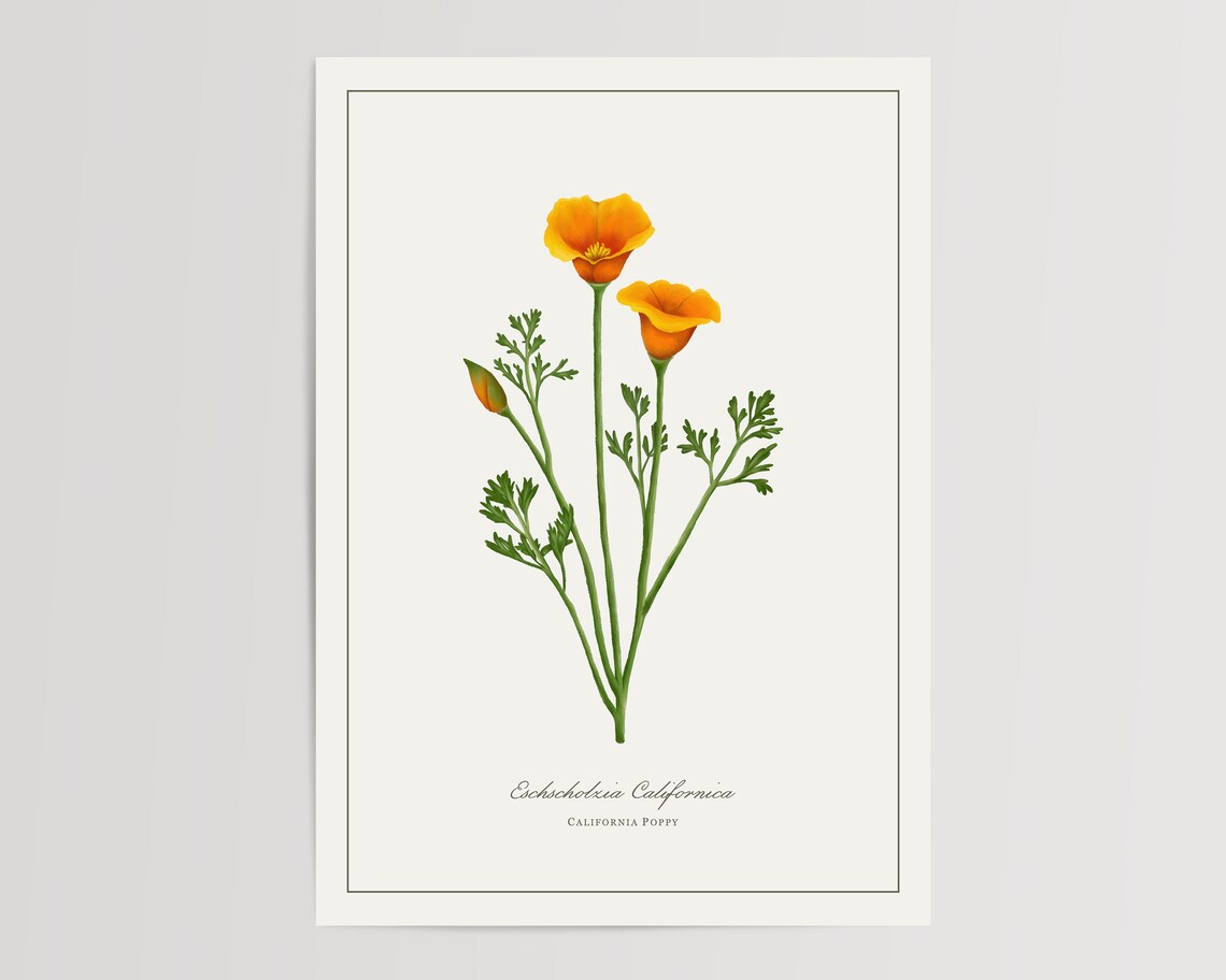 Poppy Botanical Watercolour Art Print, Floral Decor