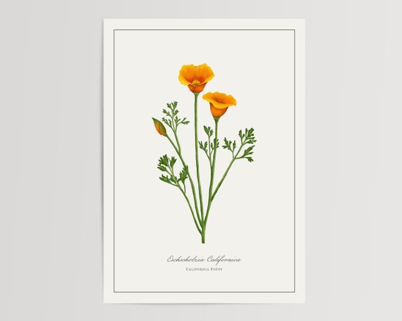 Poppy Botanical Watercolour Art Print, Floral Decor