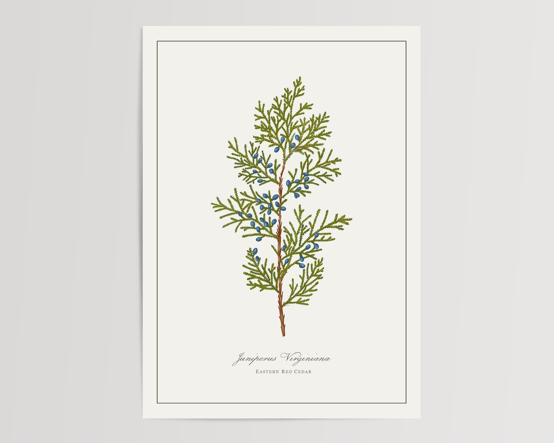 Eastern Red Cedar Botanical Watercolor Art Print