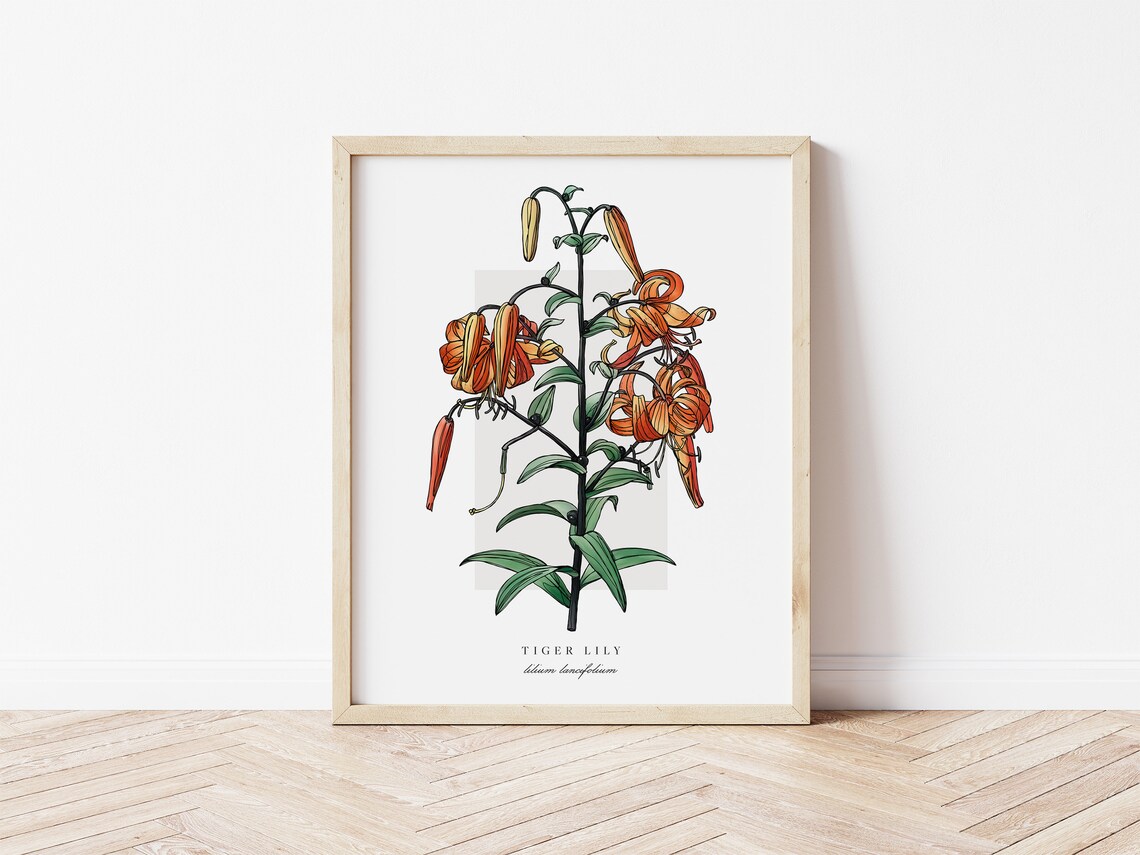 Tiger Lily Botanical Outline Vintage Watercolour Art Print
