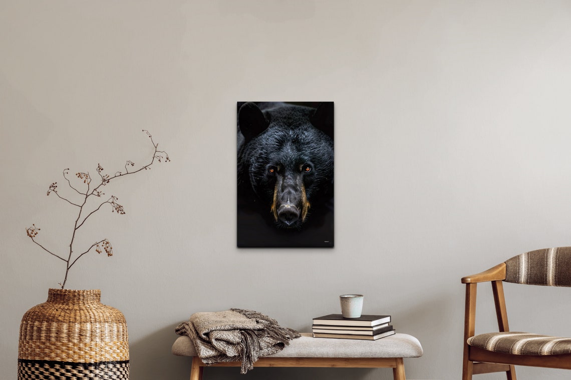 Black Bear Face Portrait Dramatic Dark Background Wildlife Wall Art - Image 6