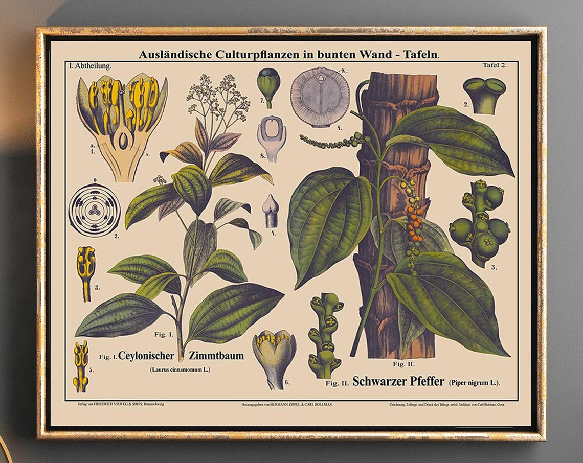 Cinnamon Tree Botanical Art, Landscape Poster