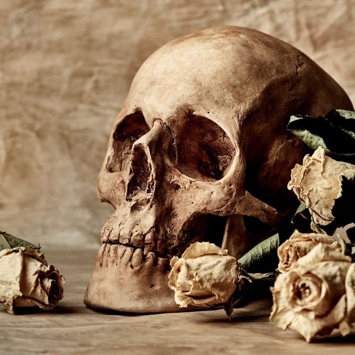 Skull And Dead Roses - Floral Skull Art - Image 2