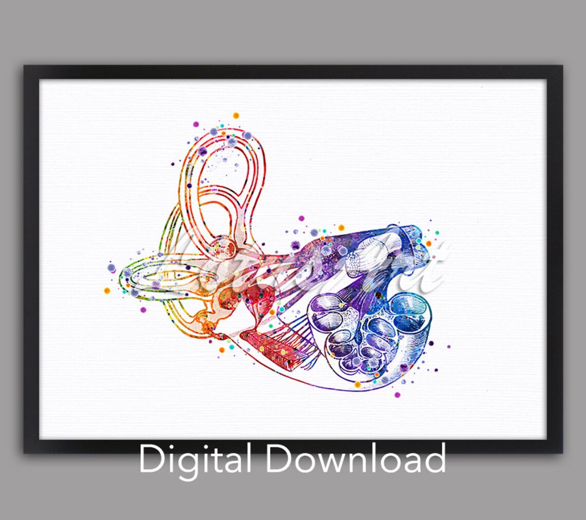 Inner Ear Anatomy Watercolor Audiologist Medical Clinic Decor Poster