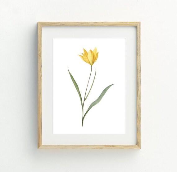 Yellow Tulip Watercolor Spring Flower Minimalist Botanical Wall Art