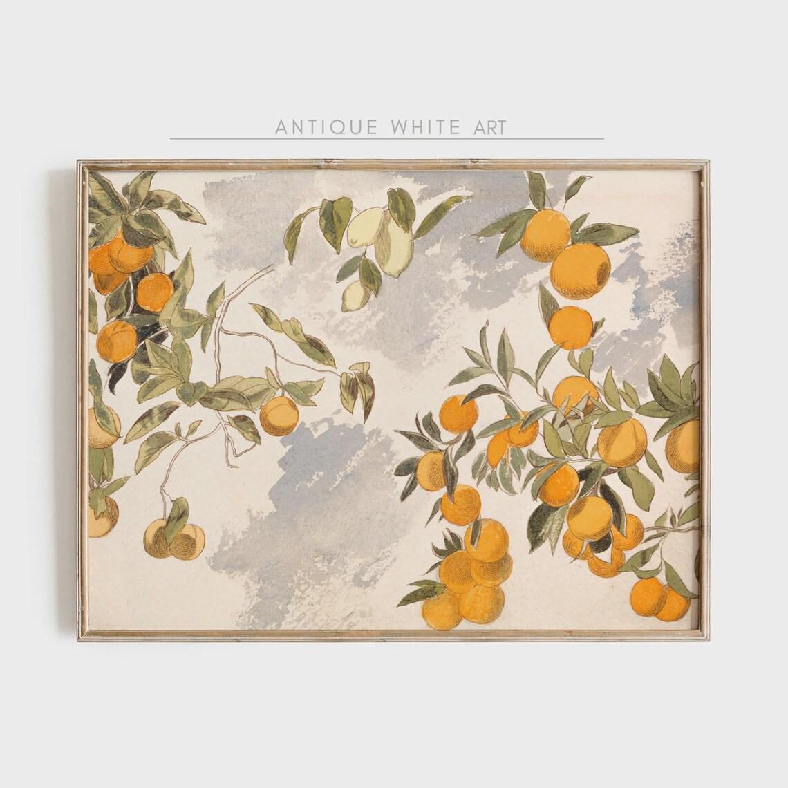 Orange Lemon Tree Vintage Botanical Art Print