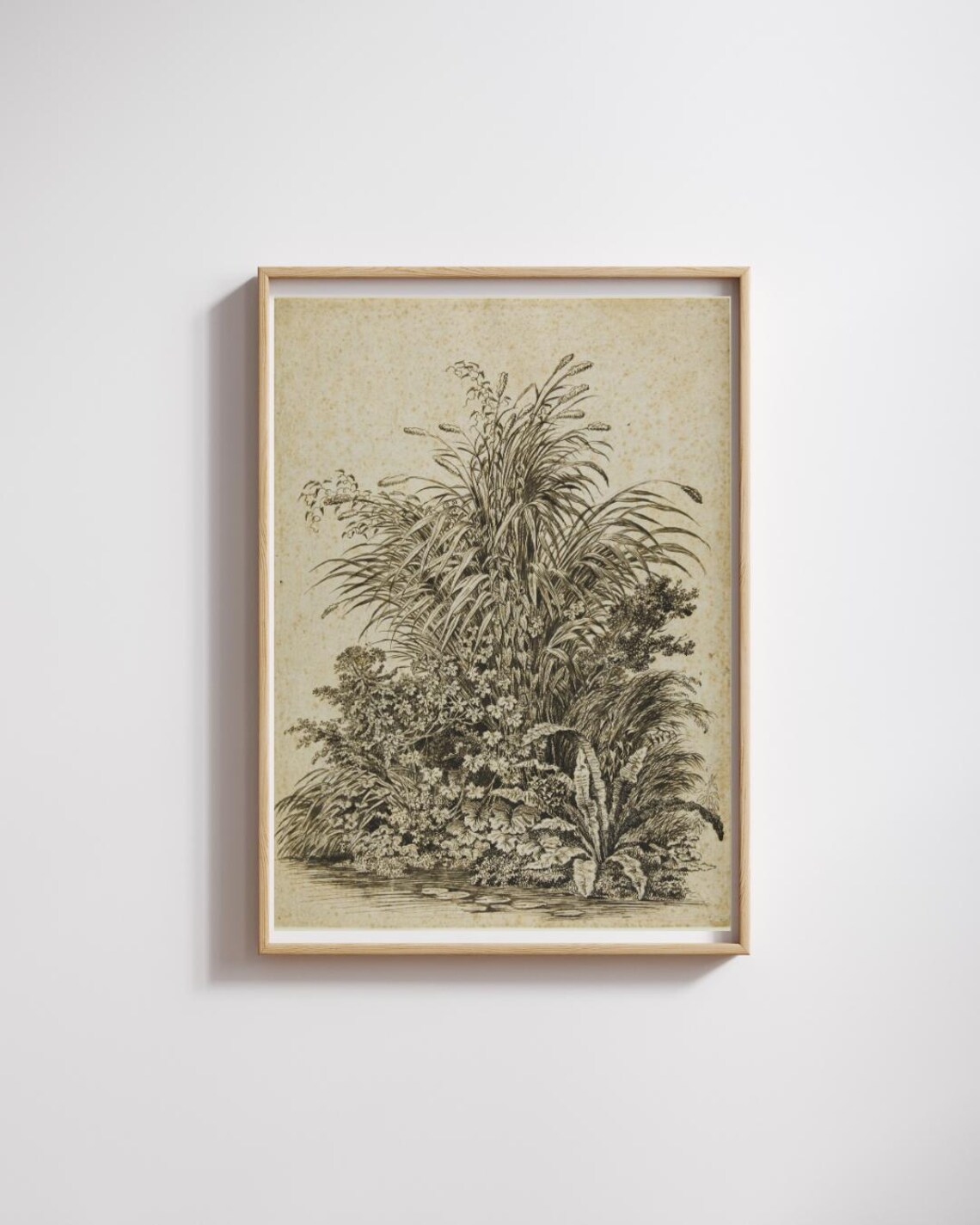 Plants At Waters Edge Vintage Botanical Illustration