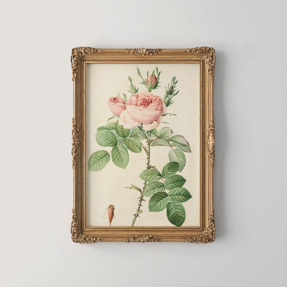 Blush Pink Cabbage Rose Vintage Botanical Illustration Wall Print