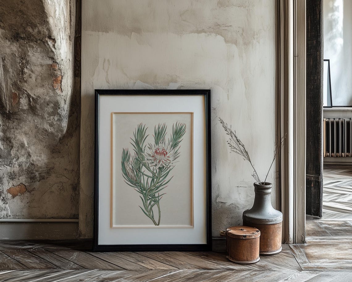 White And Red Protea Vintage Botanical Illustration Wall Print - Image 3