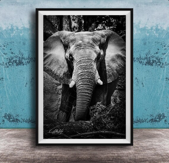 Elephant Wildlife Art Safari Scene African Asian Elephants