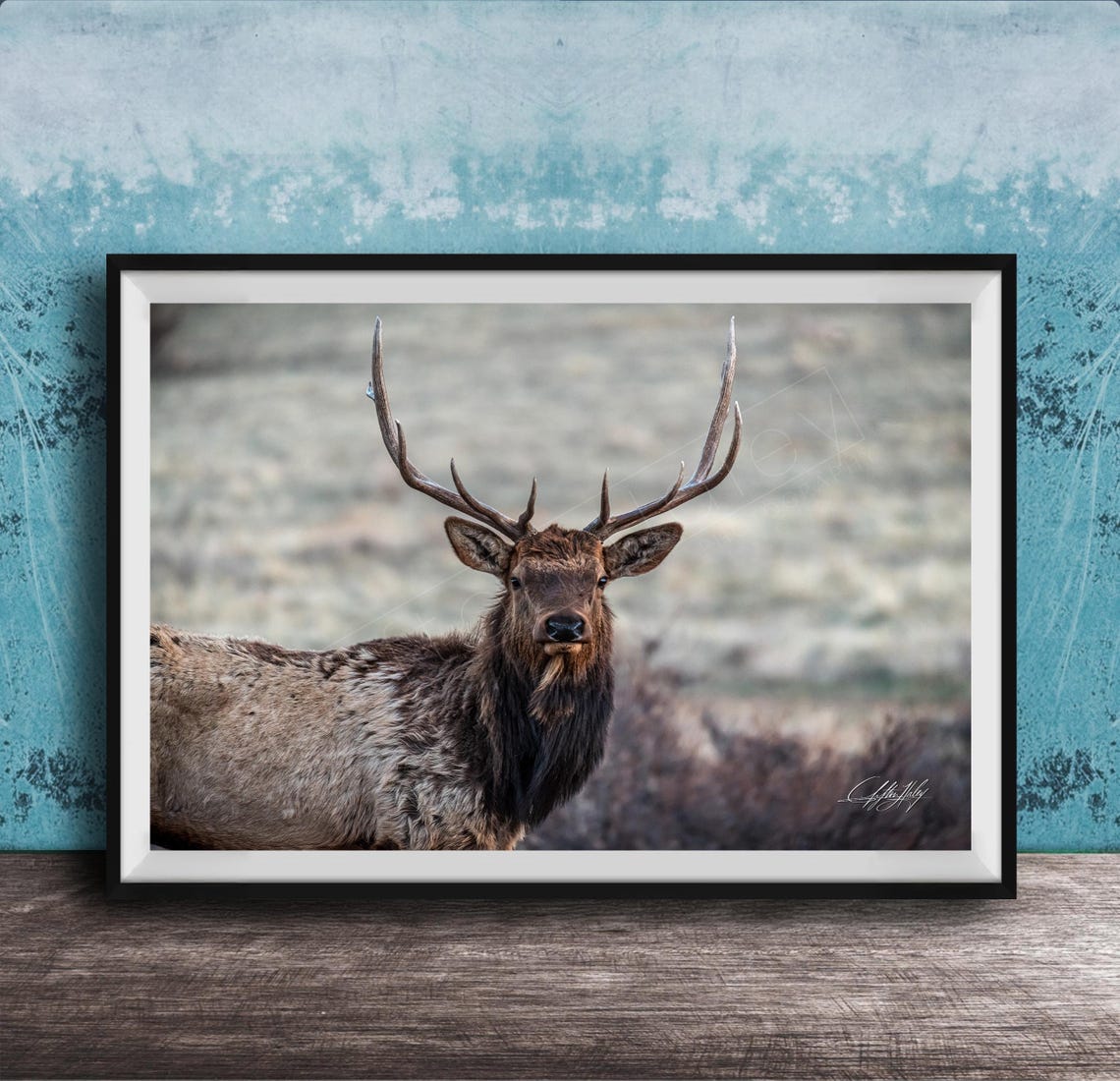 Majestic Bull Elk Antlers Rustic Mountain Wildlife Photo Print