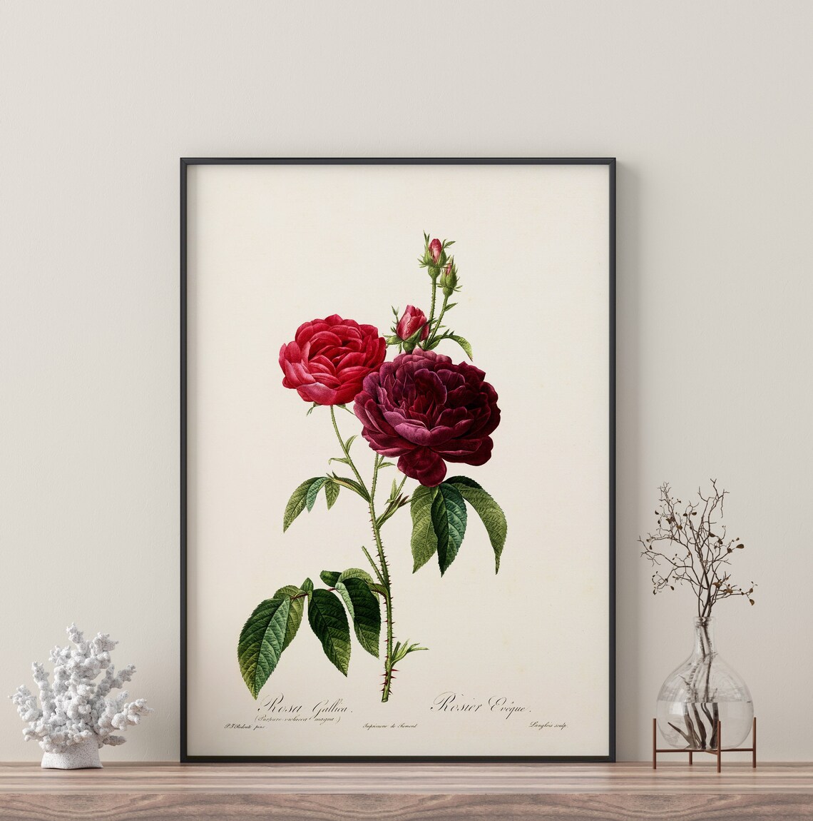 Red Rose Branch Vintage Botanical Art Print