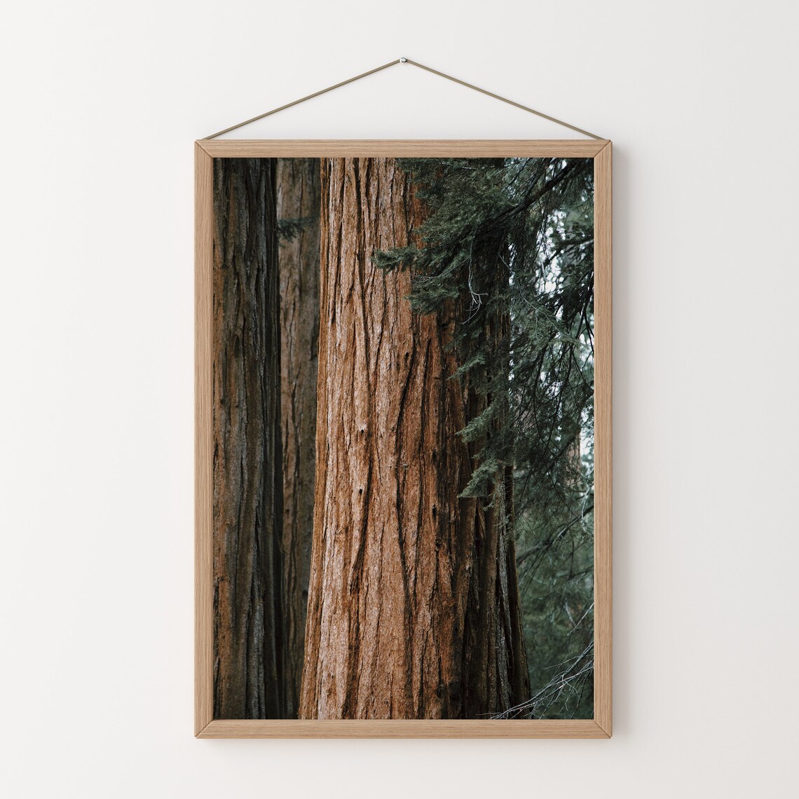 Redwood Tree In Eureka California Rustic Art Print - Image 2