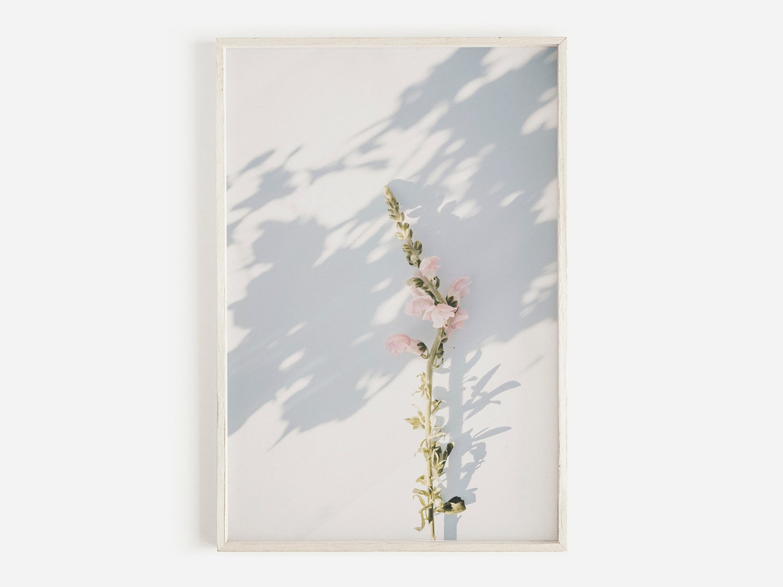 Pink Snapdragon Blossom Light Shadow Minimalist Floral Art Poster