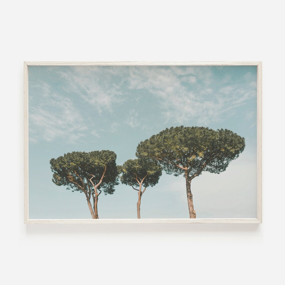 Tuscany Italy Umbrella Pine Rustic Countryside Art Print