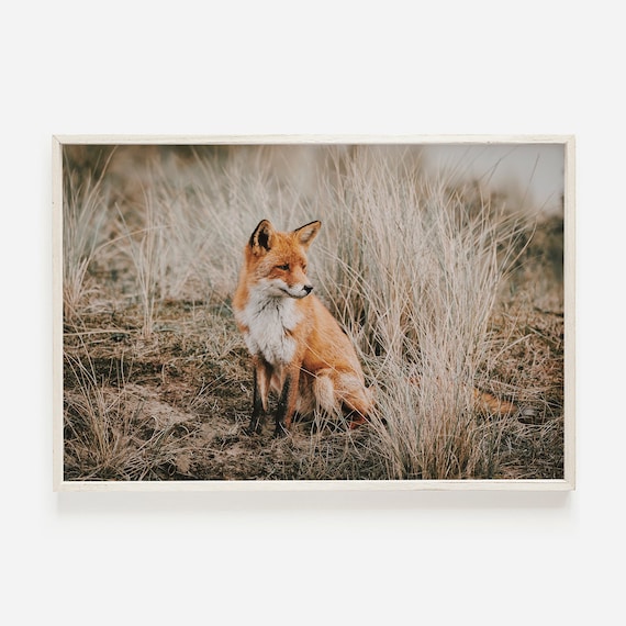 Fox In Field Rustic Home Decor Art Print