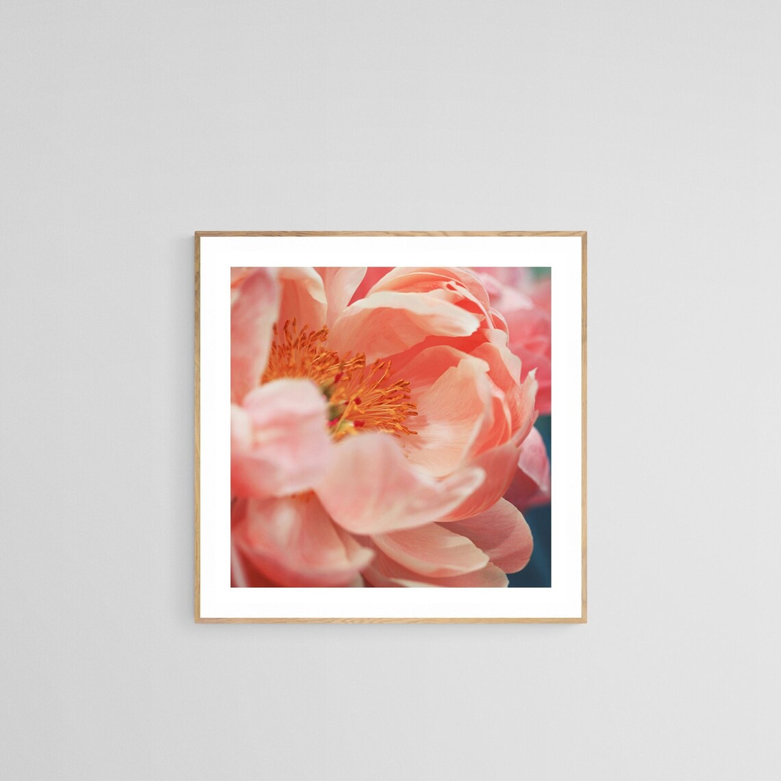 Peony Photograph, Botanical Art Print