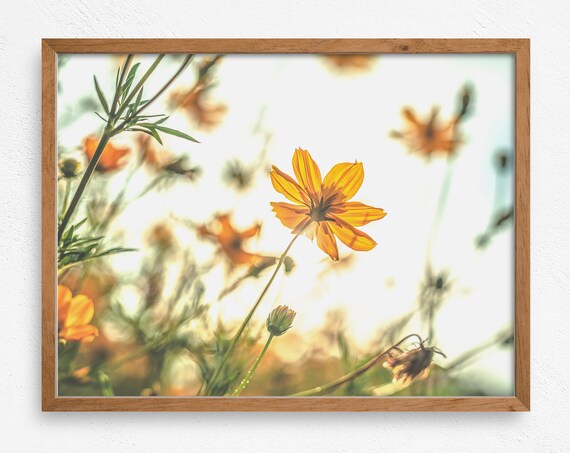 Backlit Yellow Cosmos Flowers Sunlit Garden Close Up Photography Wall Poster