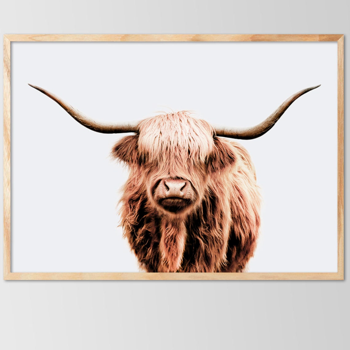 Front-Facing Highland Cow Portrait with Long Curved Horns Print