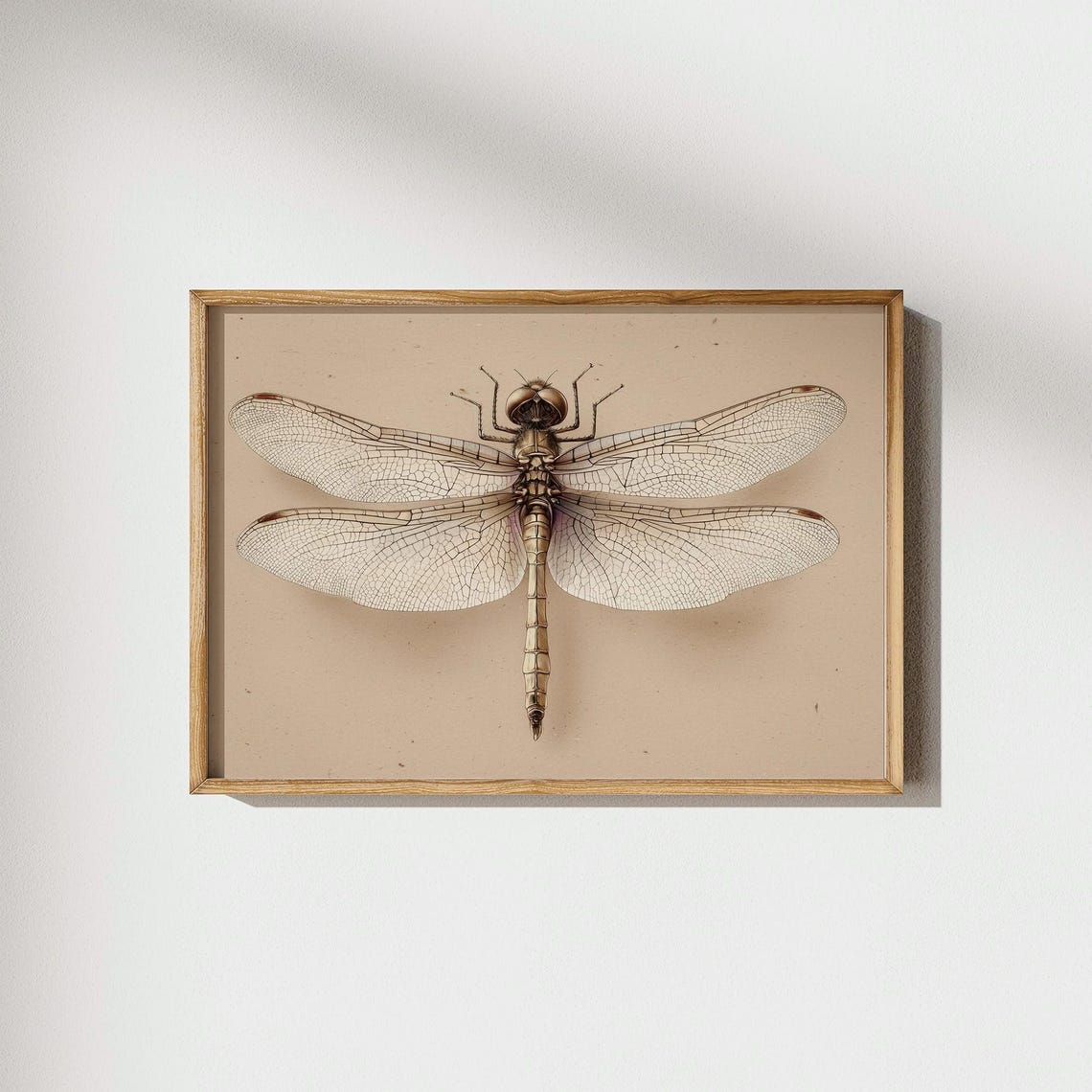 Vintage Dragonfly Scientific Illustration Entomology Poster Art