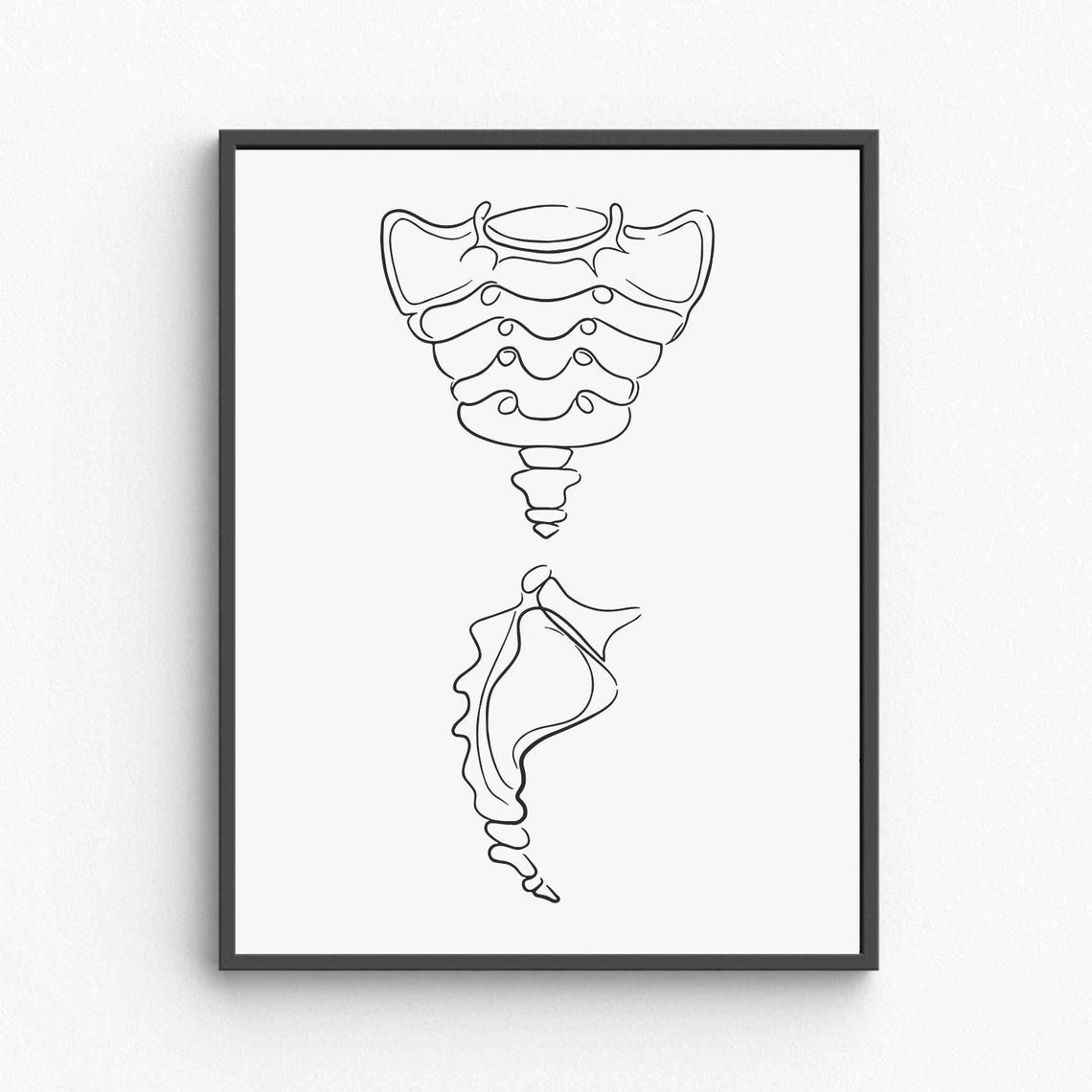Sacrum Coccyx Anatomy Line Art Medical Spine Illustration Poster