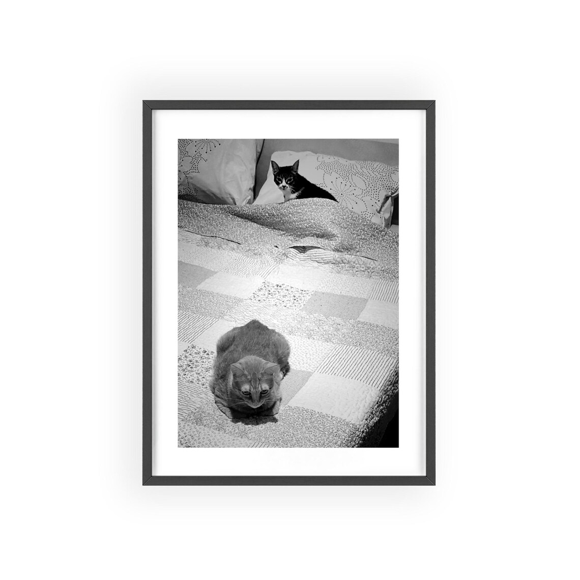 Funny Cat Photograph, Bedroom Decor