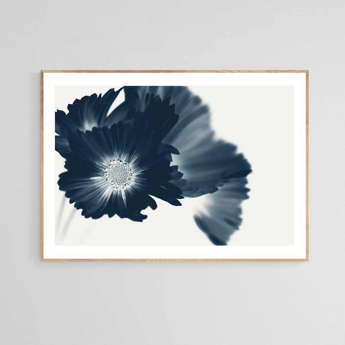 Cyanotype Floral Photograph, Cosmos Flower Art