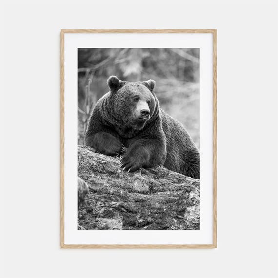 Bear Photo Poster Print No 1 Bear Black And White Wall Art Bear Wall Photography Bear Travel Bear Map Poster
