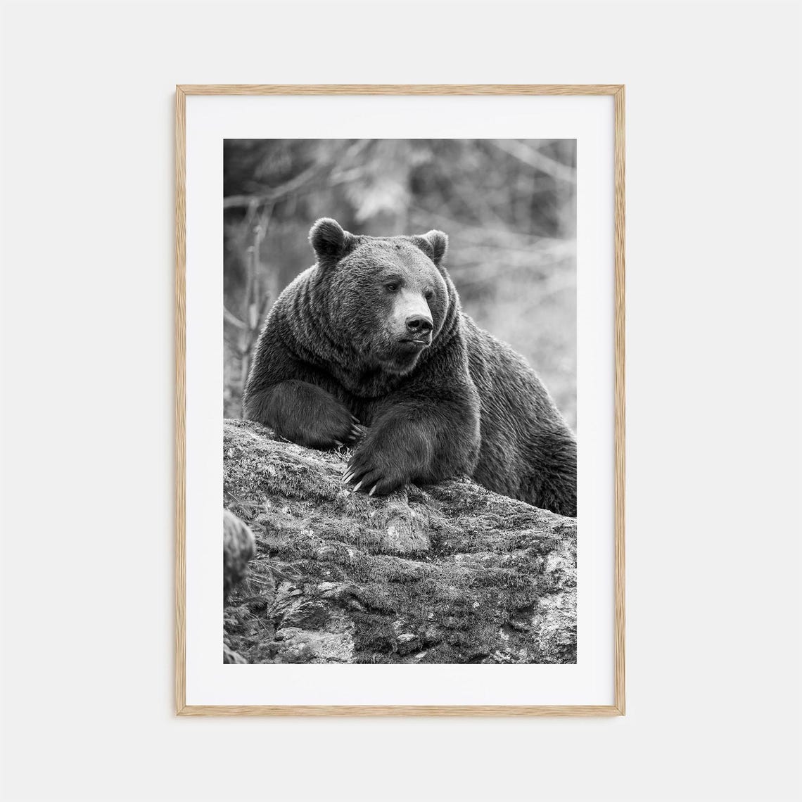 Bear Photo Poster Print No 1 Bear Black And White Wall Art Bear Wall Photography Bear Travel Bear Map Poster