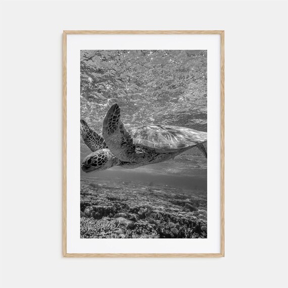 Turtle Photo Poster Print Turtle Black And White Wall Art Turtle Wall Photography Turtle Travel Turtle Map Poster